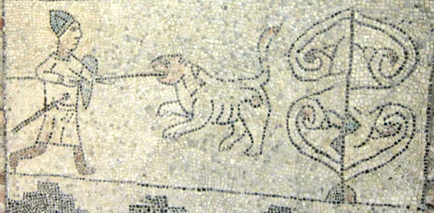 Схватка с львицей. Римская мозаика 6 века. Равенна. Италия.  Фото Лимарева В Н.